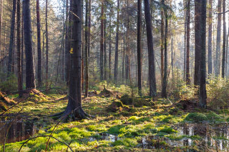 Natural coniferous stand of Landscape Reserve in morning with sunlight entering, Bialowieza Forest,Poland,Europeの写真素材
