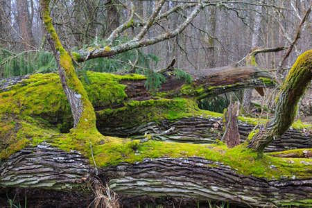 Wind broken old oak trees broken lying inside natural deciduous stand,Bialowieza forest,Poland,Europeの写真素材