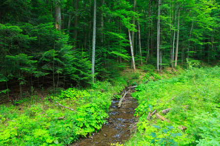 Edge of forest stand next to glade with slow flowing stream in summer, Bieszczady Mountain Range, Poland, Europeの写真素材