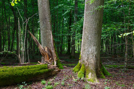 Deciduous stand of Bialowieza Forest in summer with broken trees in foreground partly declined,...