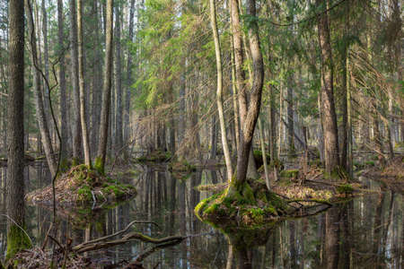 Springtime wet mixed forest with standing water and dead trees partly declined,Bialowieza Forest,Poland,Europeの写真素材
