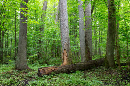 Old alder tree natural stand of Bialowieza Forest in summer, Bialowieza Forest, Poland, Europeの写真素材