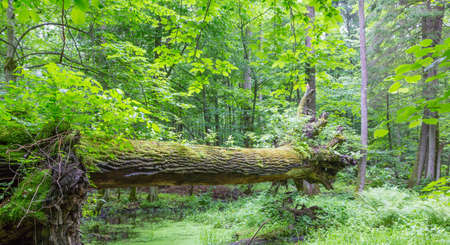 "Get the balance right" oak tree log hanging over ground in summertime deciduous stand of Bialowieza Forest,Poland,Europeの写真素材