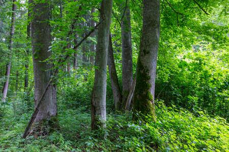 Old moss wrapped linden and hornbeam trees in foreground and juvenile stand in background,...