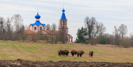 Group of eueopean bison bulls resting in front of the orthodox church in Losinka in springtime,Podlasie,Poland,Europeの写真素材