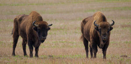 Two of European Bison bulls resting in springtime, Podlasie,Poland,Europeの写真素材