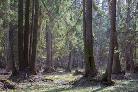Old alder trees in front of riparian stand in springtime with old alder and spruce trees,Bialowieza Forest,Poland,Europeの写真素材