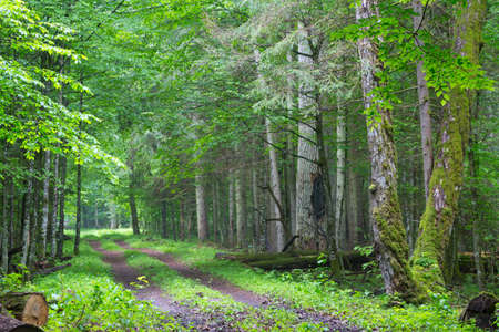 Straight ground road leading across misty late spring deciduous stand with old trees by,Bialowieza...