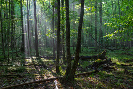 Misty deciduous stand rain after with old broken tree in foreground,Bialowieza Forest,Poland,Europeの写真素材