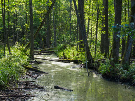 Natural river in summer midday with lot of alder trees and plants along,Balowieza...