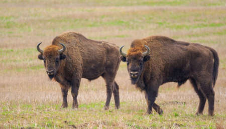 Two of European Bison bulls resting in springtime, Podlasie,Poland,Europe