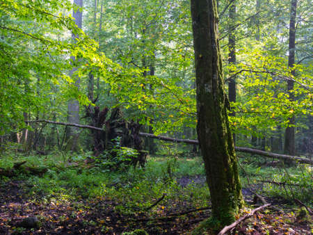 Old moss wrapped hornbeam tree and old natural deciduous stand in summer morning, Bialowieza forest, Poland, Europeの写真素材