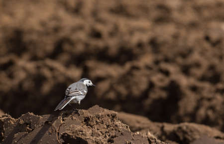 White wagtail (Motacilla alba) in spring sitting on fresh stitch, Poland, Europeの写真素材