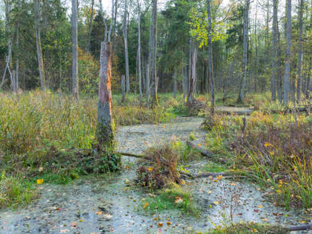 Slow flowing forest stream in sunset crossing dead trees forest, Bialowieza Forest, Poland, Europeの写真素材
