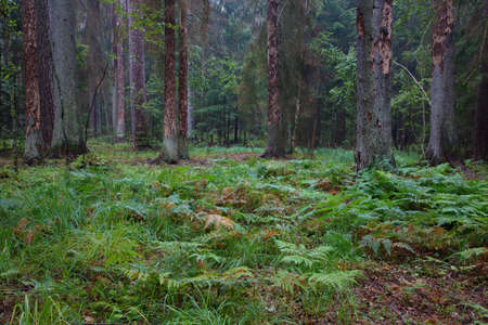 Early autumn morning in the forest with ferns in foreground and dead spruces killed by barkbeetle...
