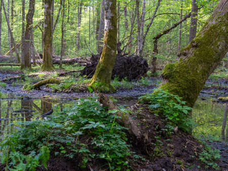 Whole moss wrapped hornbeams with some sorrel in springtime,Bialowieza Forest,Poland,Europeの写真素材