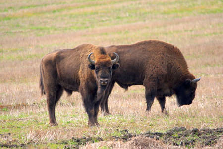 Two of European Bison bulls resting in springtime, Podlasie,Poland,Europeの写真素材