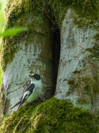 Collared Flycatcher (Ficedula albicollis) male next to tree hollow with food, Bialowieza Forest, Poland, Europeの写真素材