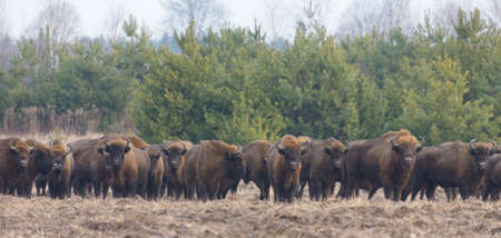 European Bison herd in snowless winter time against pine trees in morning, Bialowieza Forest, Poland, Europeの写真素材
