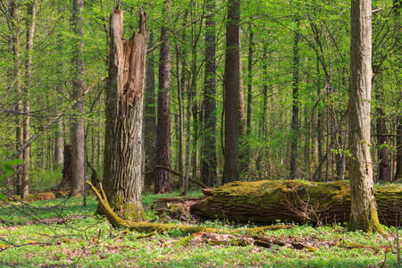 Big old oak broken in springtime deciduous stand, Bialowieza Forest, Poland, Europeの写真素材
