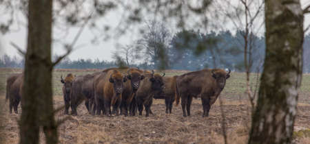 European Bison herd in snowless winter time against pine trees in morning, Podlasie Region, Poland, Europeの写真素材