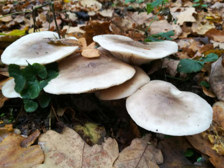 Bunch of autumnal edible fungi Oyster Mushroom(Pleurotus ostreatus) among autumnal dry leaves close-up, Bialowieza Forest, Poland, Europeの写真素材