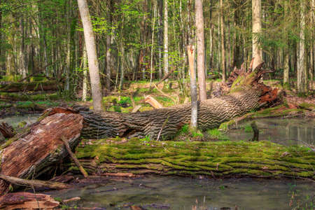 Spring landscape of old forest and broken moss wrapped trees lying in water,Bialowieza...
