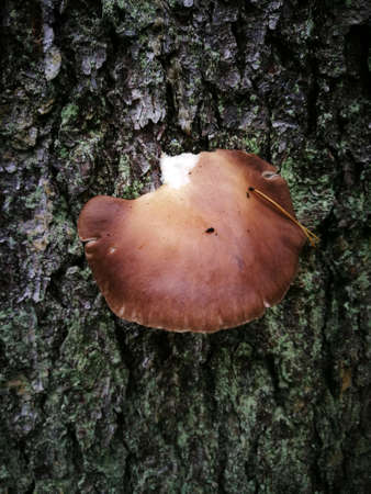 Wet spruce tree bark with mushroom closeup, Bialowieza Forest, Poland, Europeの写真素材