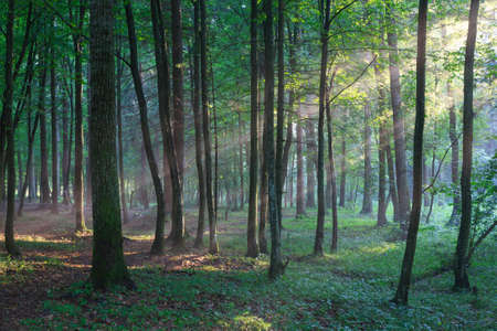 Sunbeam entering rich deciduous forest in misty evening rain after, Bialowieza forest, Poland,...