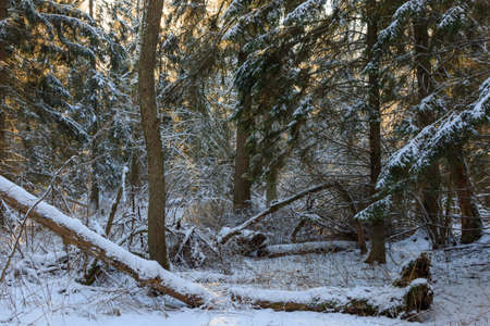 Snowfall after deciduous stand in morning with snow wrapped spruce trees mostly, Bialowieza Forest,...