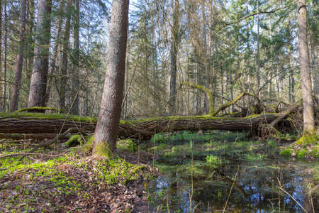 Springtime wet mixed forest with standing water and dead trees partly declined, Bialowieza Forest,...