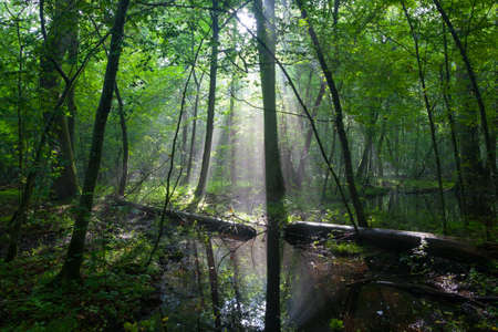 Summertime sunrise in wet deciduous stand with broken tree lying and standing water, Bialowieza...