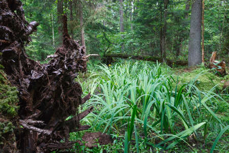 Rich wetland with norway spruce in background and Sweet Flag in foreground,Bialowieza...