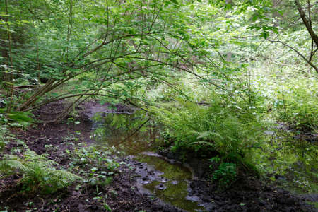 Summertime wetland forest, Bialowieza Forest, Poland, Europe