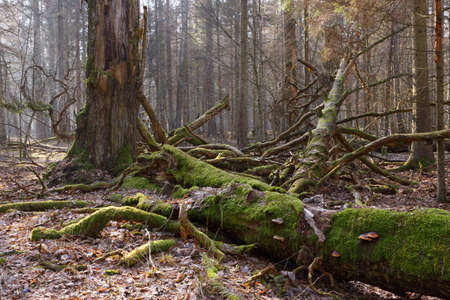 Moss wrapped broken oak tree lying with and fungi grows over, Bialowieza Forest,Poland,Europe
