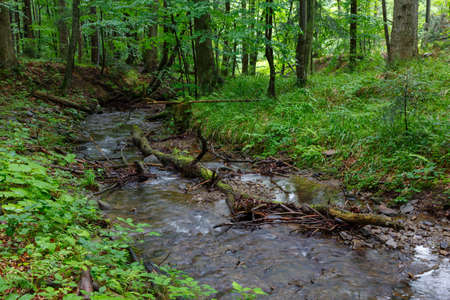 Peaceful forest stream flow down among stones in summer Bieszczady Region,Poland,Europe