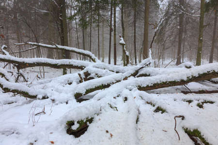Winter landscape of natural forest with dead oak tree trunk lying,Bialowieza Forest,Poland,Europe