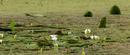 Some water lily starting flowering over water, Poland, Europe