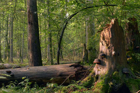 Party declined broken spreuce trees with some polypore fungi, Bialowieza Forest, Poland, Europeの写真素材