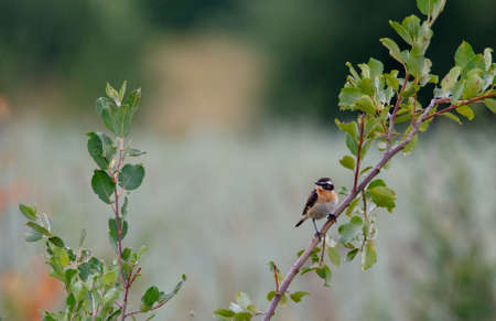 Whinchat (Saxicola rubetra) adult male on branch, Podlasie Region, nearby Bialowieza Forest, Poland, Europeの写真素材
