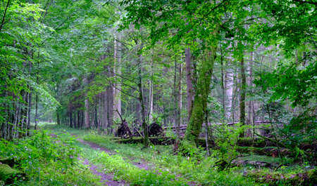 Dirt road crossing summertime forest in mist, Bialowieza Forest, Poland, Europeの写真素材