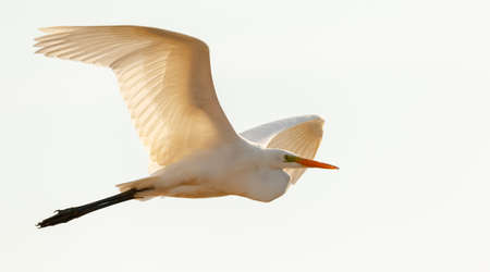 Great Egret(Ardea alba)) in flight against white bacground, Podlasie Region, Poland, Europe