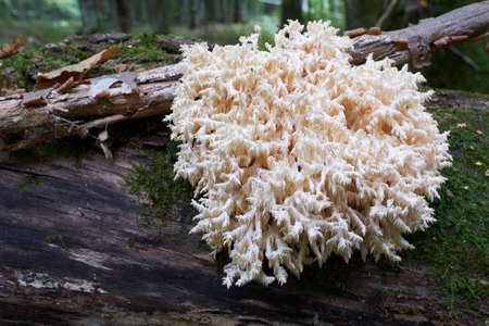 Coral tooth fungus (Hericium ramosum) close up on hardwood broken tree log with some moss in...
