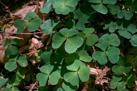 Wood-sorrel plant closeup in sun, Bialowieza Forest, Poland, Europeの写真素材