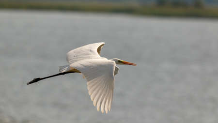Great Egret(Ardea alba) in flight against waterの写真素材