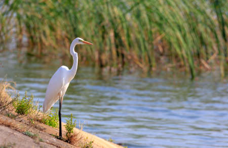 Great Egret(Ardea alba) standing against water and reed, Podlasie Region, Poland, Europeの写真素材