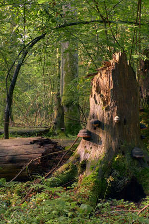 Party declined broken spruce tree stump with some polypore fungi, Bialowieza Forest, Poland, Europeの写真素材