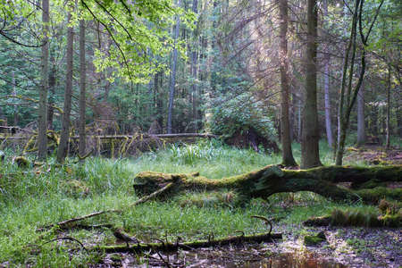 Misty sunrise morning in deciduous forest with old trees and broken partly declined ones,Bialowieza Forest, Poland, Europeの写真素材