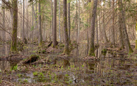 Springtime wet mixed forest with standing water and dead trees partly declined,Bialowieza Forest,Poland,Europeの写真素材