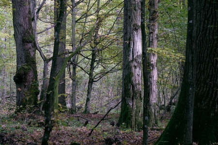 Deciduous stand with hornbeams and oak in autumn, Bialowieza Forest, Poland, Europe